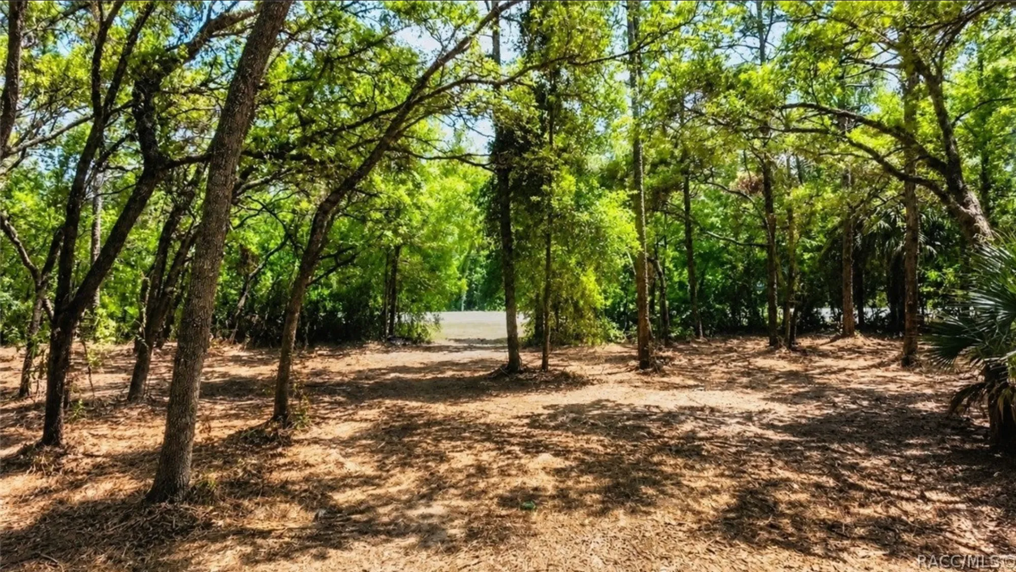 Wooded lot on 1.4 acres in Homosassa, Florida