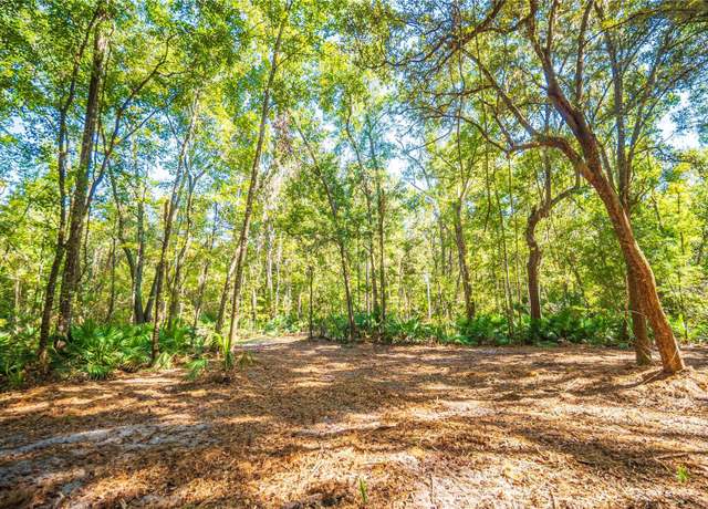 Wooded clearing on 3 acres in Micanopy, Florida