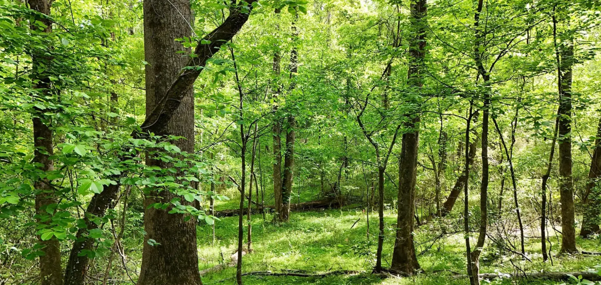 Hardwood forest at the Sardis, Mississippi property